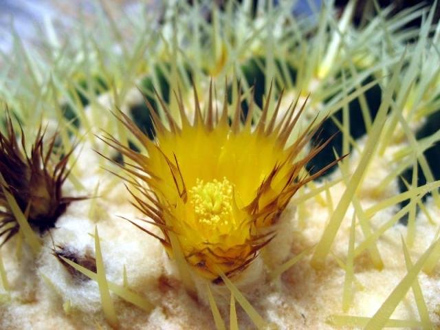 Echinocactus grussonii_13
